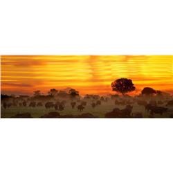 Limpopo Hunting Safaris 5 Day/5 Night Plains Game Safari for 2 or 4