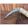 Image 3 : Extra Large Powder Horn