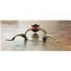 Image 8 : Will Rogers Goat Horns