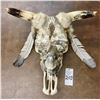 Image 10 : Unique Steer Head Art
