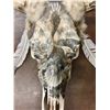 Image 2 : Unique Steer Head Art