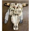 Image 8 : Unique Steer Head Art