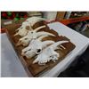 Image 2 : 4 GOAT SKULLS