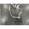Image 2 : 2 DEER ANTLERS