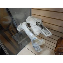 ANIMAL SKULL AND BONE