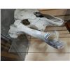Image 2 : ANIMAL SKULL AND BONE