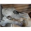 Image 3 : ANIMAL SKULL AND BONE