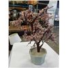 Image 3 : JADE TREE