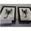 Image 2 : 2 SCORPIONS IN FRAMES