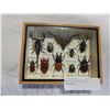 Image 1 : RARE BUG COLLECTION IN SHADOWBOX