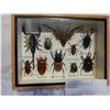 Image 2 : RARE BUG COLLECTION IN SHADOWBOX