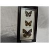 Image 2 : BUTTERFLY DISPLAY IN SHADOWBOX