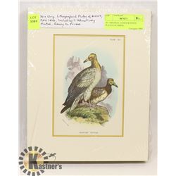30+ ORIGINAL LITHOGRAPHED PLATED OF BIRDS,