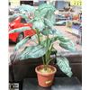 Image 1 : ARTIFICIAL PLANT.