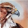 Image 2 : American Redtail Hawk by Katon, Martin