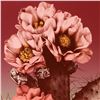 Image 2 : "Prickly Pear" Limited Edition Lithograph by Lee Trenton. Numbered and Hand signed by the Artist.
