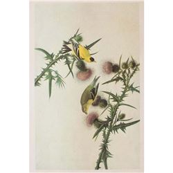 c1946 Audubon Print #33 Goldfinch