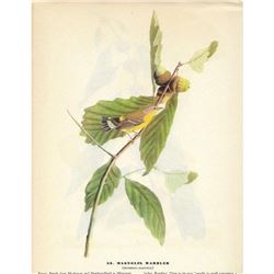 c1946 Audubon Print, #50 Magnolia Warbler