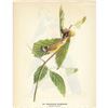 Image 1 : c1946 Audubon Print, #50 Magnolia Warbler