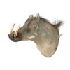 Image 1 : Warthog Head Trophy Mount