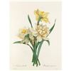 Image 1 : After Pierre-Jospeh Redoute, Floral Print, #82 Narcisses doubles (double Daffadil)