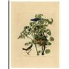 Image 1 : c1946 Audubon Print #122 Blue Grosbeak