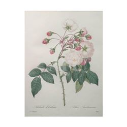 After Pierre-Jospeh Redoute, Floral Print, #126 Adelaide d'Orleans (Rose)