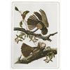 Image 1 : c1946 Audubon Print #52 Chuck-Will's-Widow