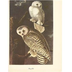 c1950 Audubon Print, Snowy Owl