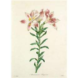 After Pierre-Jospeh Redoute, Floral Print, #2 Alstroemeria Pelegrina