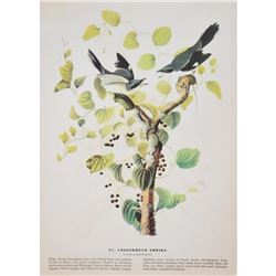 c1946 Audubon Print #57 Loggerhead Shrike