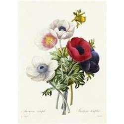 After Pierre-Jospeh Redoute, Floral Print, #7 Anemone simple