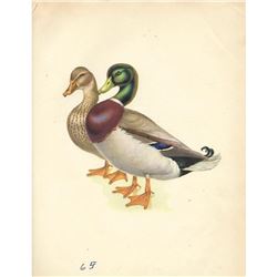 Bird Print, Mallard