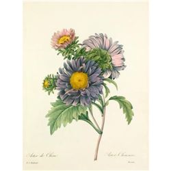 After Pierre-Jospeh Redoute, Floral Print, #9 Aster de Chine (Aster)