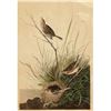 Image 1 : c1946 Audubon Print #149 Sharp-Tailed Sparrow