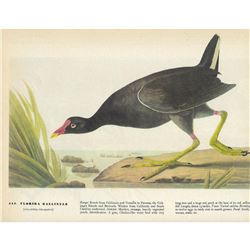 c1946 Audubon Print #244 Florida Gallinule