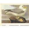 Image 1 : c1946 Audubon Print #264 Fulmar