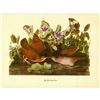 Image 1 : c1946 Audubon Print #167 Key West Quail-Dove