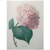 Image 1 : After Pierre-Jospeh Redoute, Floral Print, #56 Hortensia (Hydrangea)