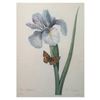 Image 1 : After Pierre-Jospeh Redoute, Floral Print, #60 Iris Xiphium (Iris)