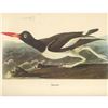 Image 1 : c1950 Audubon Print, Oystercatcher