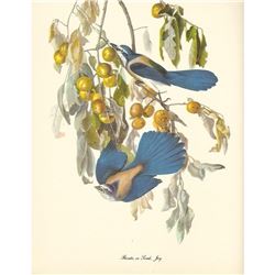 c1950 Audubon Print, Florida or Scrub Jay