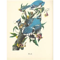 c1950 Audubon Print, Blue Jay