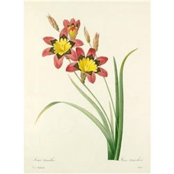 After Pierre-Jospeh Redoute, Floral Print, #63 Lxia tricolor (Ear Gear, OR Corn lily)