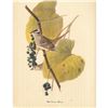 Image 1 : c1950 Audubon Print, White-Crowned Sparrow