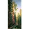 Image 1 : The Big Trees, Mariposa Gove, California by Albert Bierstadt