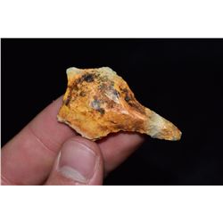 1 1/4" Columbia Point, Levy Co, Florida