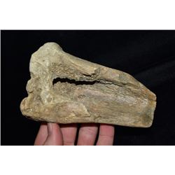 5 1/2" Bone Tool, Mandan, Ex Gary Van Dyke, South