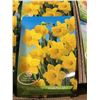 Image 2 : Case of Daffodil Flower Bulbs (16 x 30)