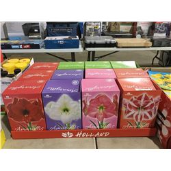 Holland Complete Indoor Grow Kit Amaryllis/Paperwhite Bulbs (12ct)